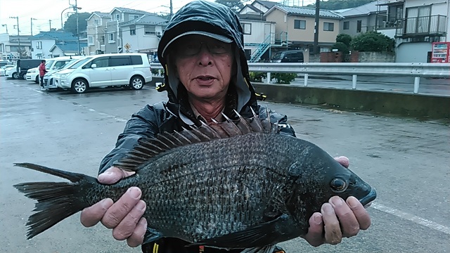 クロダイ長井かかり釣り2015年11月8日