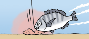 クロダイの長井かかり釣りセンター