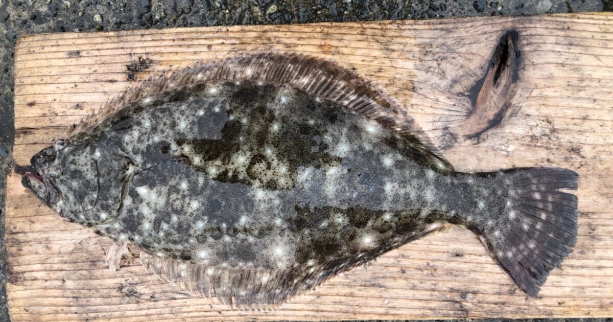 海上北の風でした 黒鯛好調です マゴチ アオリイカ ヒラメ カレイ 真鯛 カワハギ良型期待出来ます