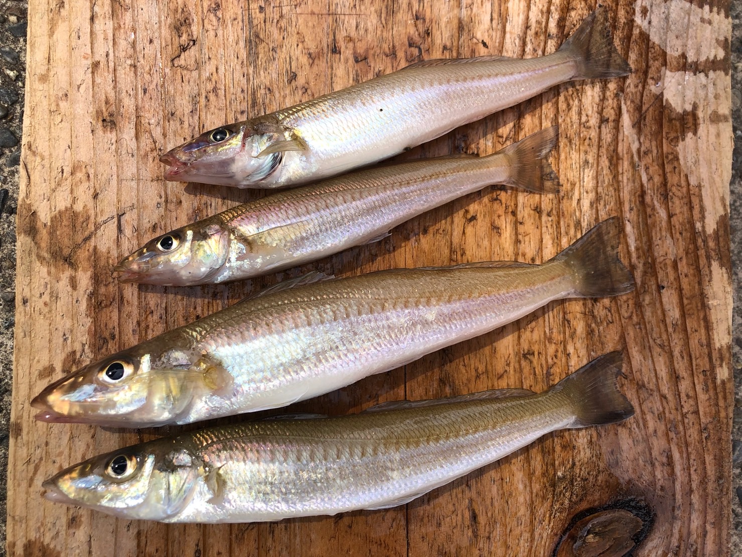 明日（20日）出船します。黒鯛良型、数釣り期待できます！餌はモエビ