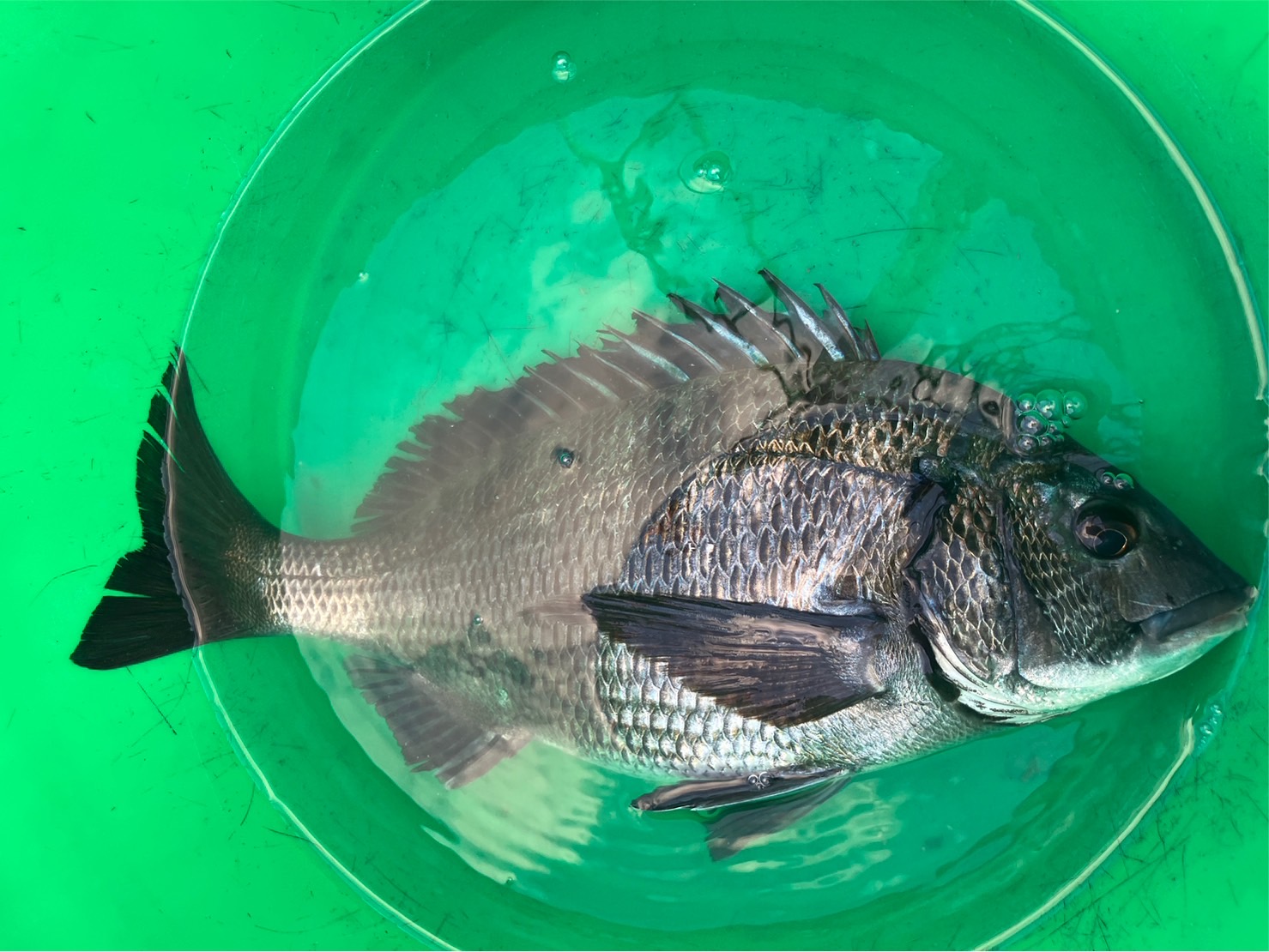 シエラ繊麗 500 黒鯛竿5.0m アウトドア・釣り・旅行用品