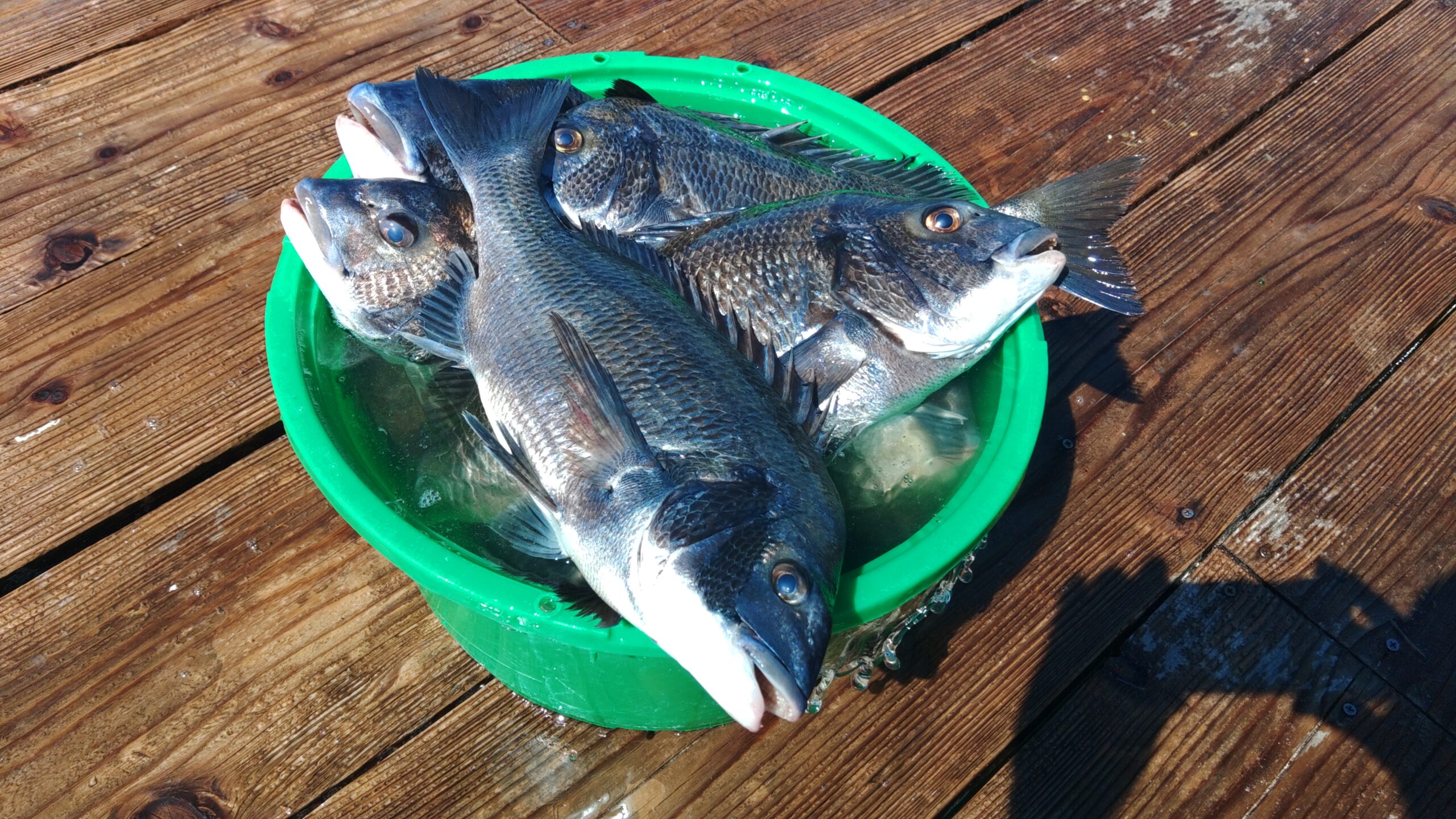 大人気☆お魚釣り sonic_zx on X