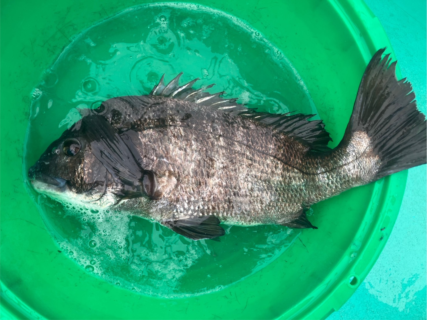 江戸縮緬　目出度い鯛 活締め真鯛|鮮度抜群 - Ushop